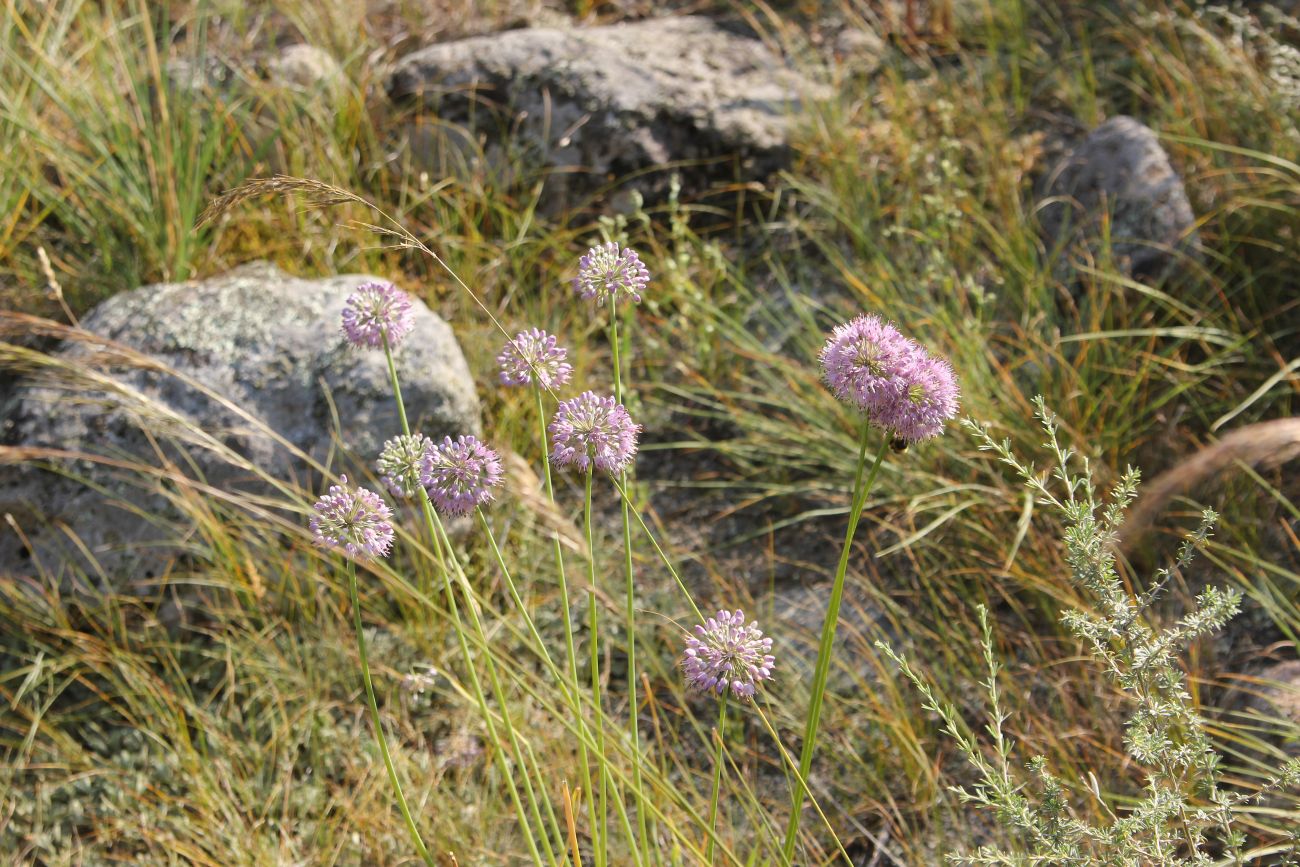 Image of genus Allium specimen.