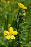 род Ranunculus. Верхушка цветущего растения. Краснодарский край, Лазаревский р-н, мкр-н Дагомыс, гора Успенка 230 м н.у.м., просека. 03.05.2022.