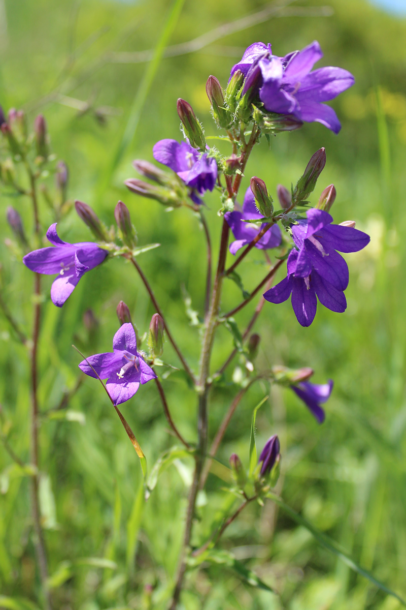 Image of genus Campanula specimen.