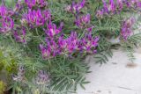 Astragalus circassicus