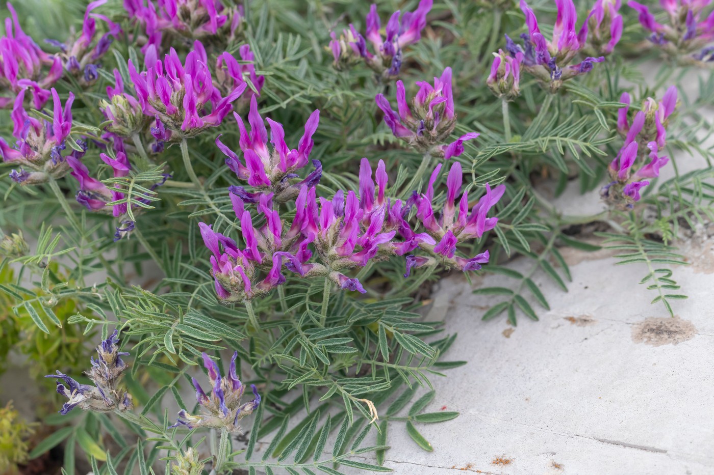 Image of Astragalus circassicus specimen.