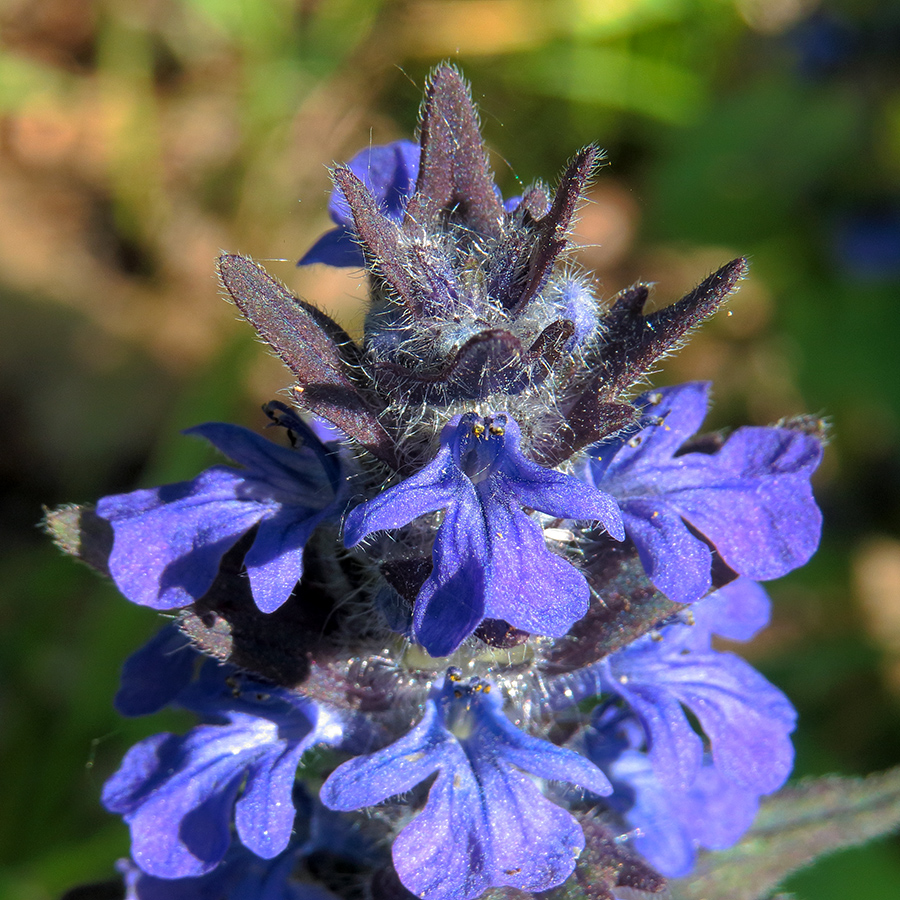 Image of Ajuga genevensis specimen.