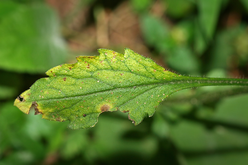 Image of Erigeron annuus specimen.