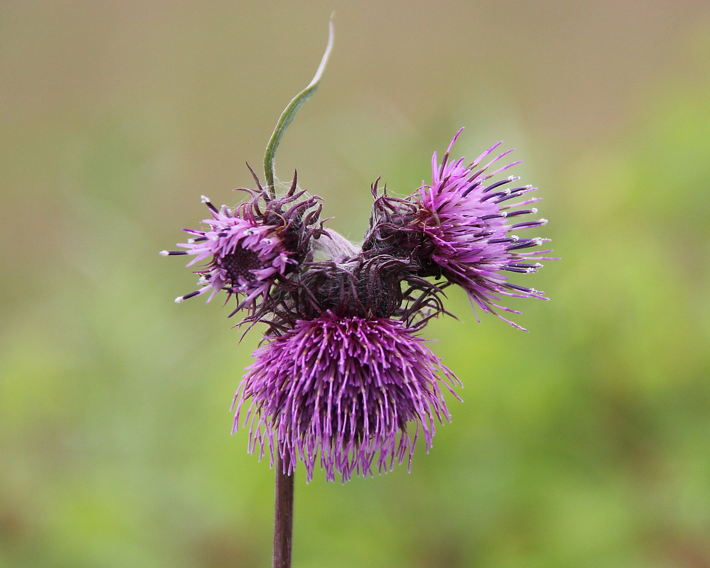 Image of familia Asteraceae specimen.