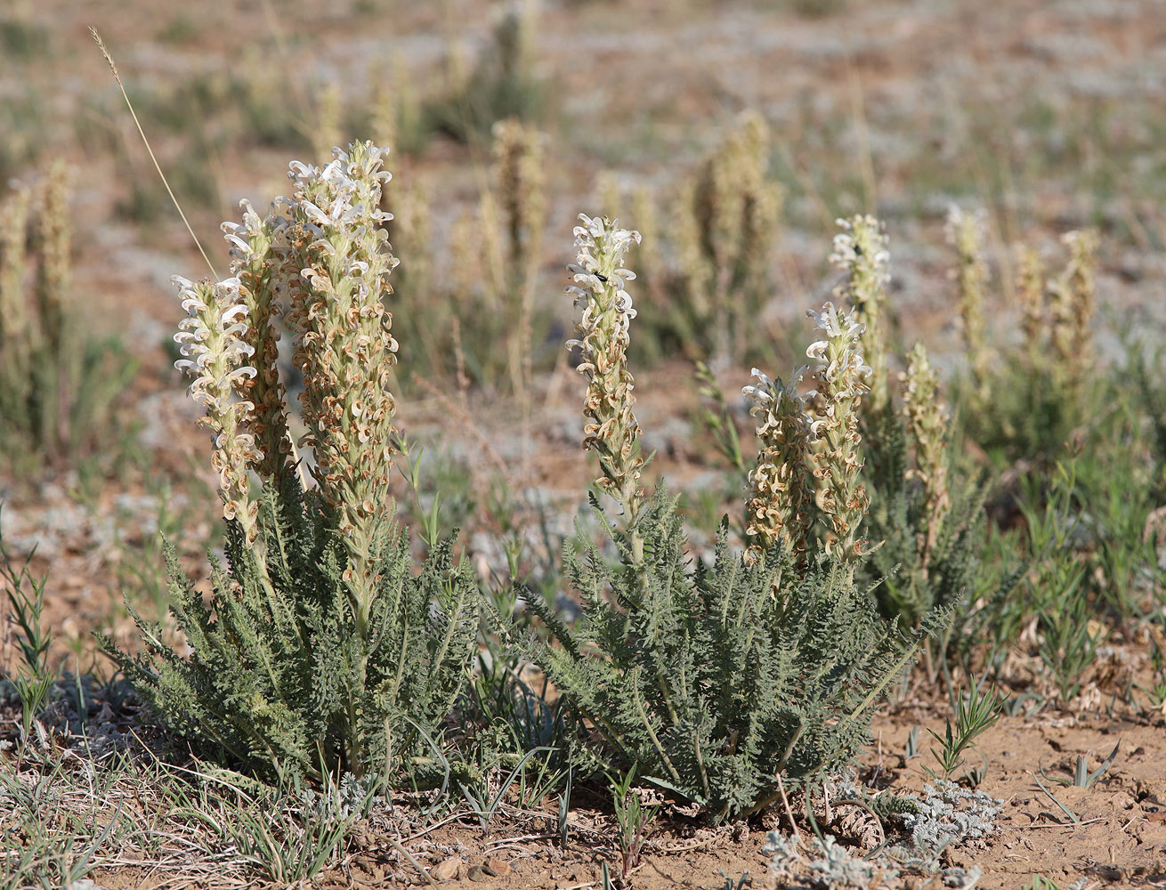 Image of genus Pedicularis specimen.