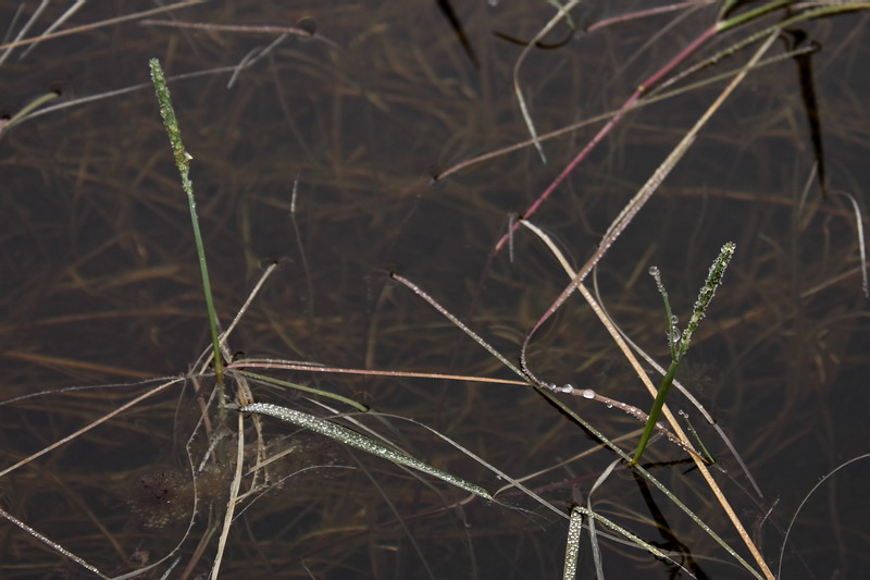 Image of Alopecurus aequalis specimen.