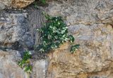 Campanula pendula. Цветущее растение. Дагестан, Гунибский р-н, Салтинская теснина, на скале. 30.07.2022.
