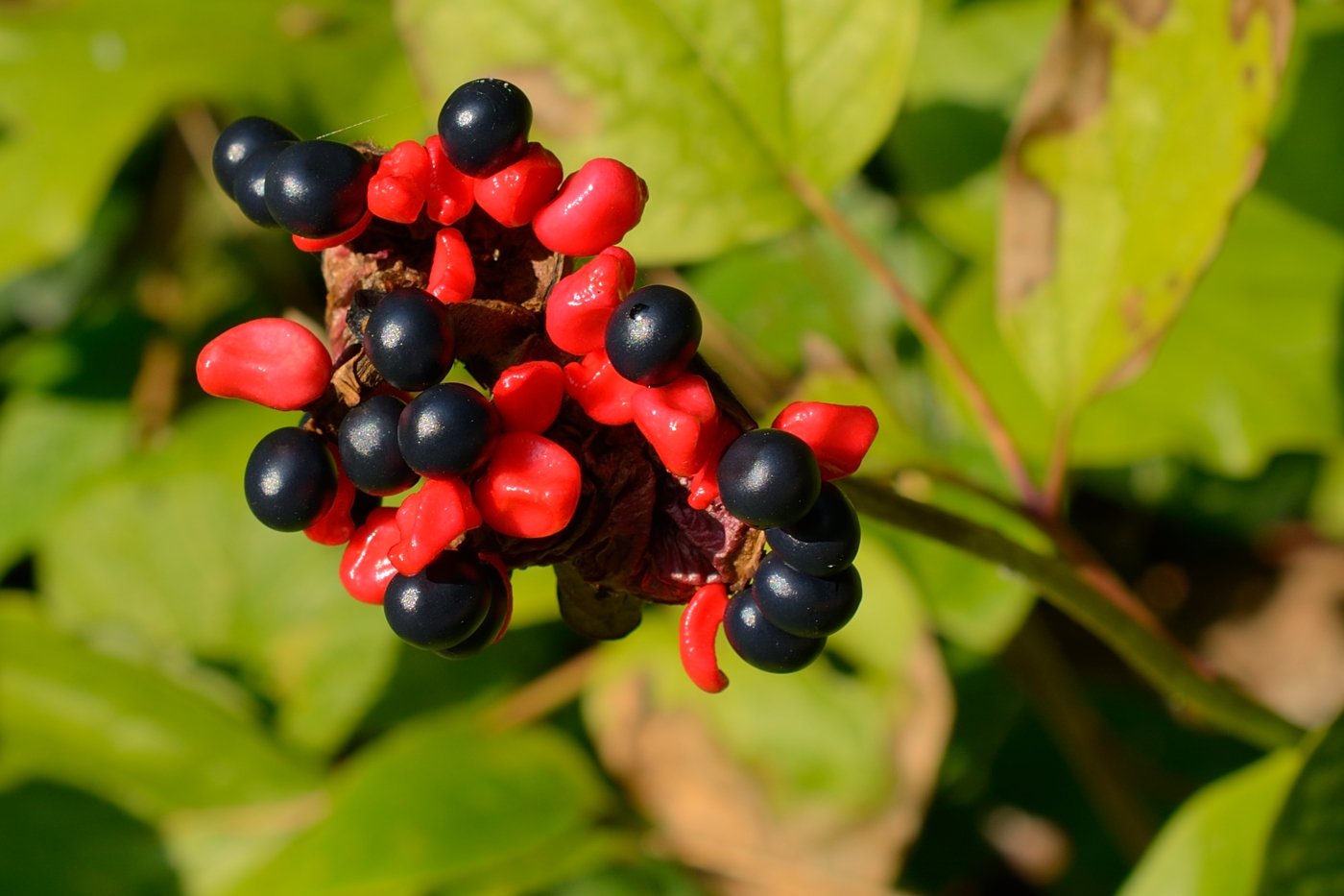 Изображение особи Paeonia caucasica.