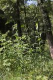 Sonchus palustris