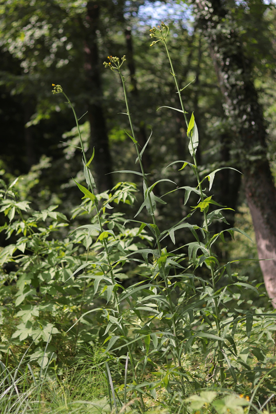 Image of Sonchus palustris specimen.