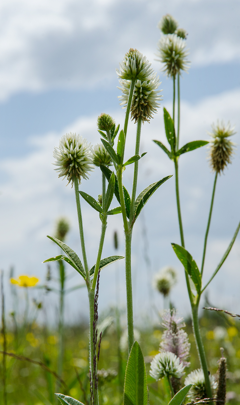 Изображение особи Trifolium montanum.