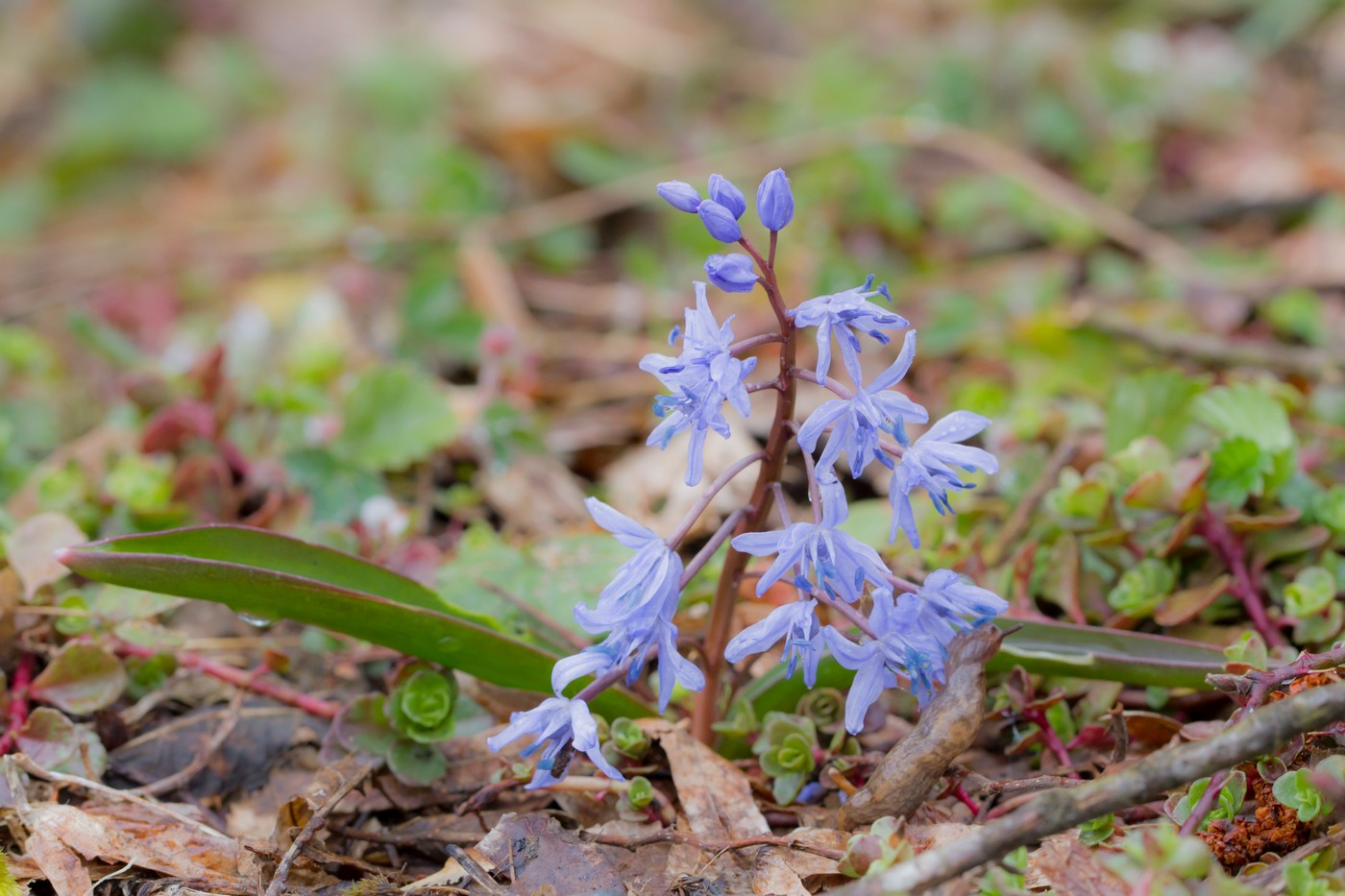 Image of Scilla bifolia specimen.