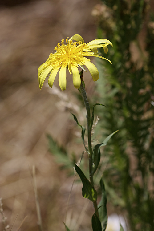 Изображение особи Tragopogon orientalis.