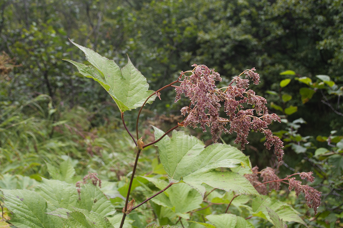 Изображение особи Filipendula camtschatica.