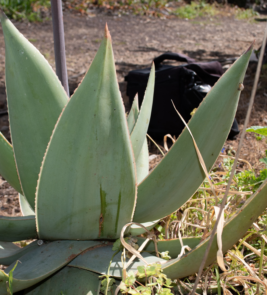 Изображение особи Aloe striata.