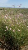 Poacynum pictum