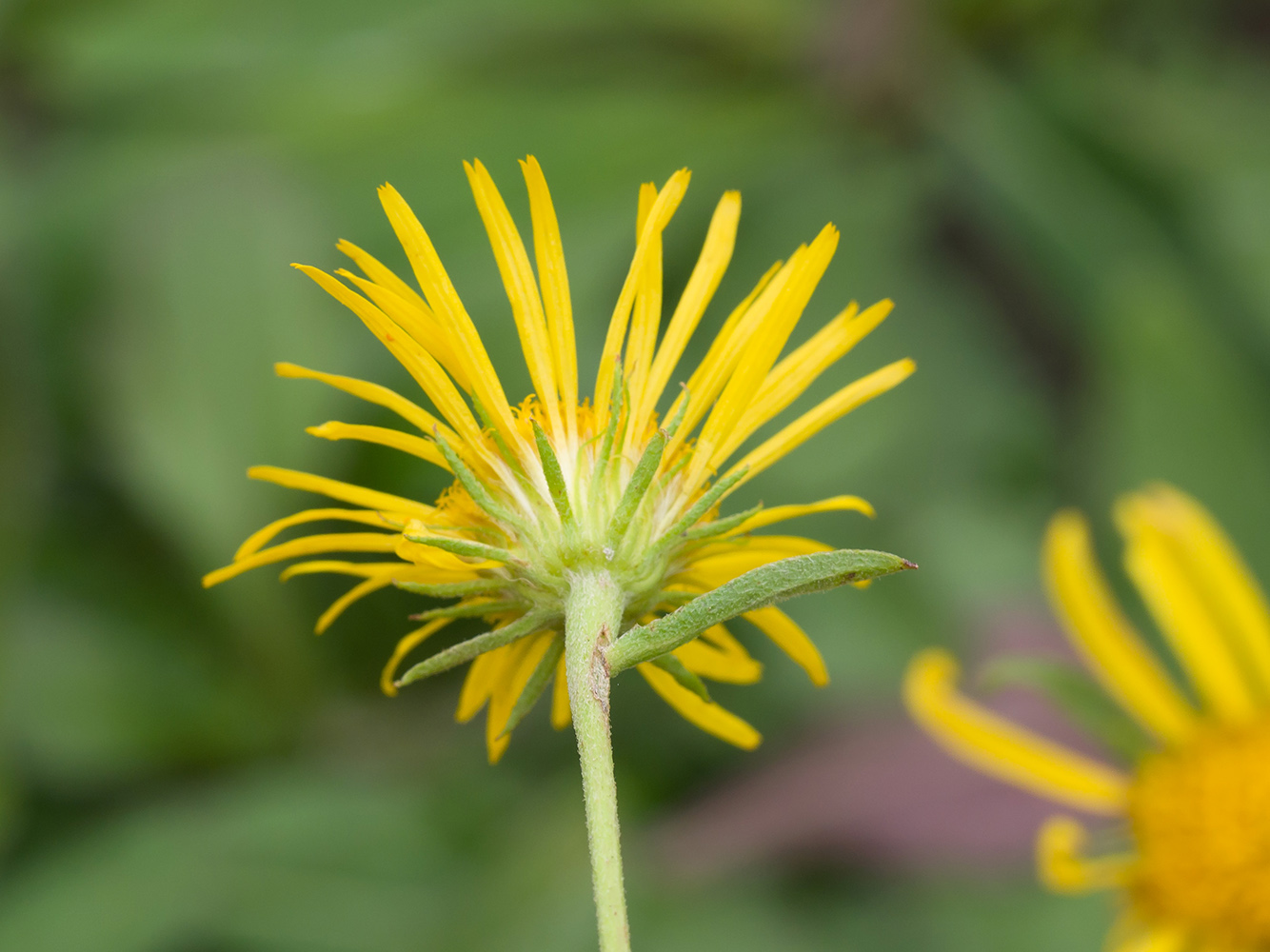 Изображение особи Inula britannica.