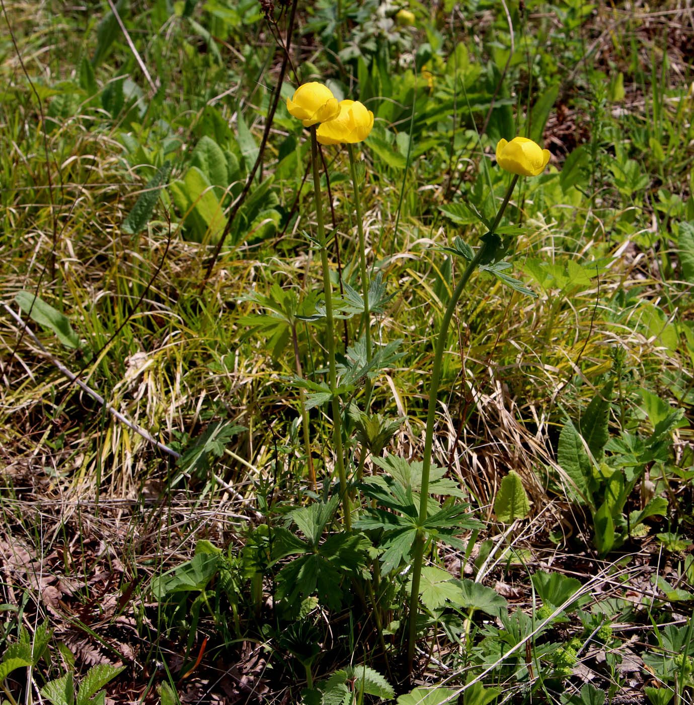 Image of Trollius europaeus specimen.