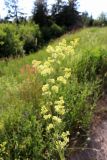 Galium × pomeranicum. Верхняя часть цветущего растения. Ленинградская обл., Гатчинский р-н, пос. Пудость, на луговине у обочины дороги. 04.07.2022.