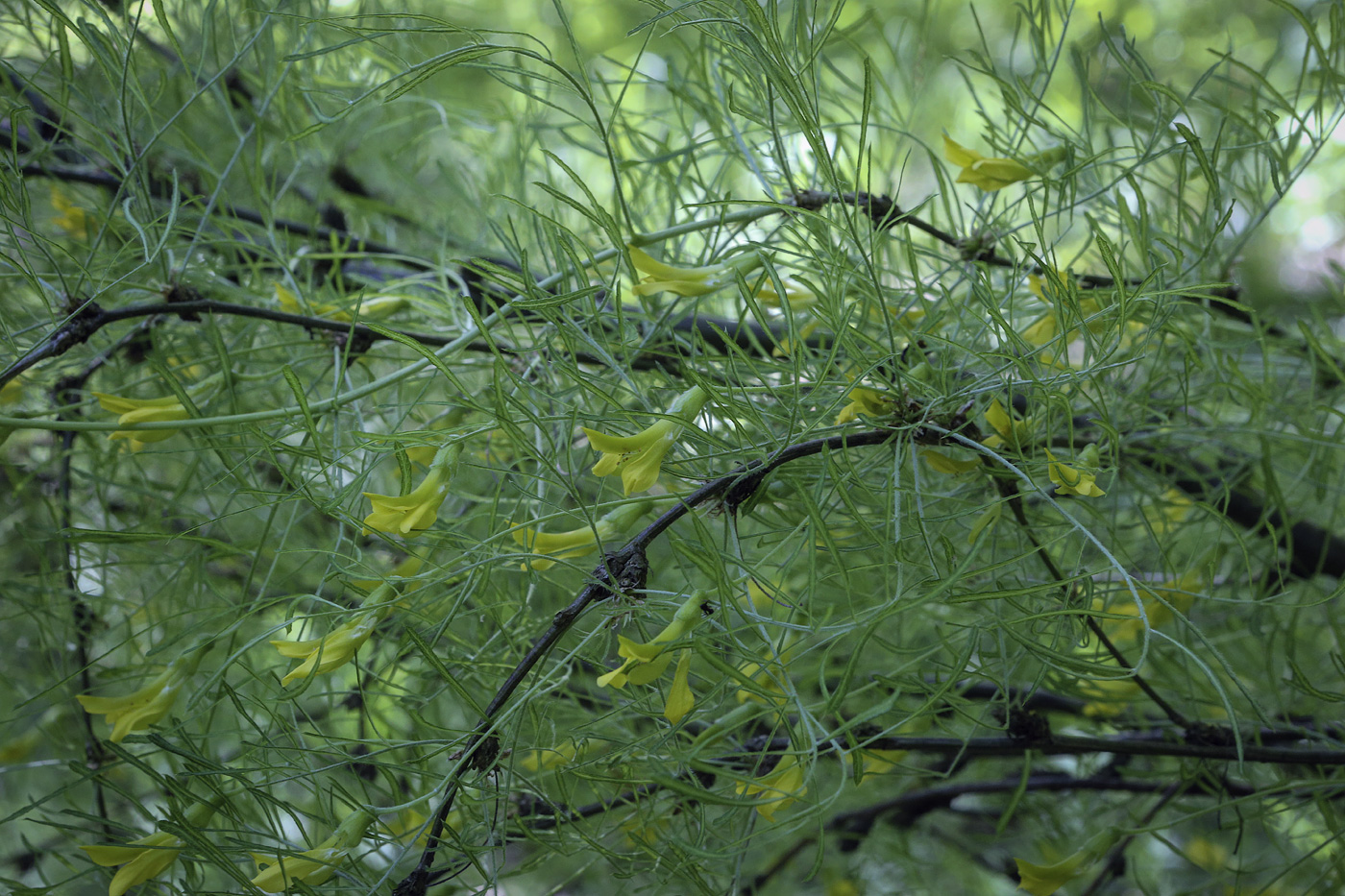 Изображение особи Caragana arborescens.