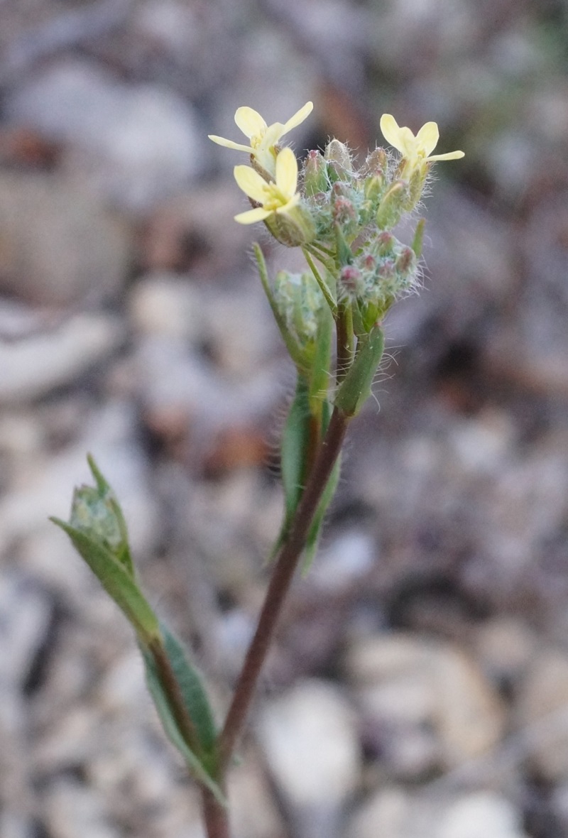 Image of Camelina pilosa specimen.