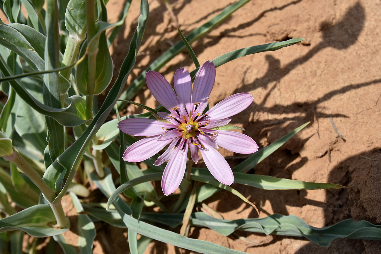 Изображение особи Tragopogon ruber.