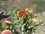 Amygdalus spinosissima