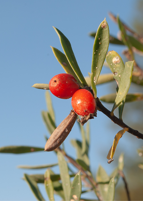 Image of Daphne gnidioides specimen.