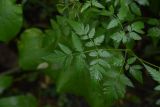 Apiaceae