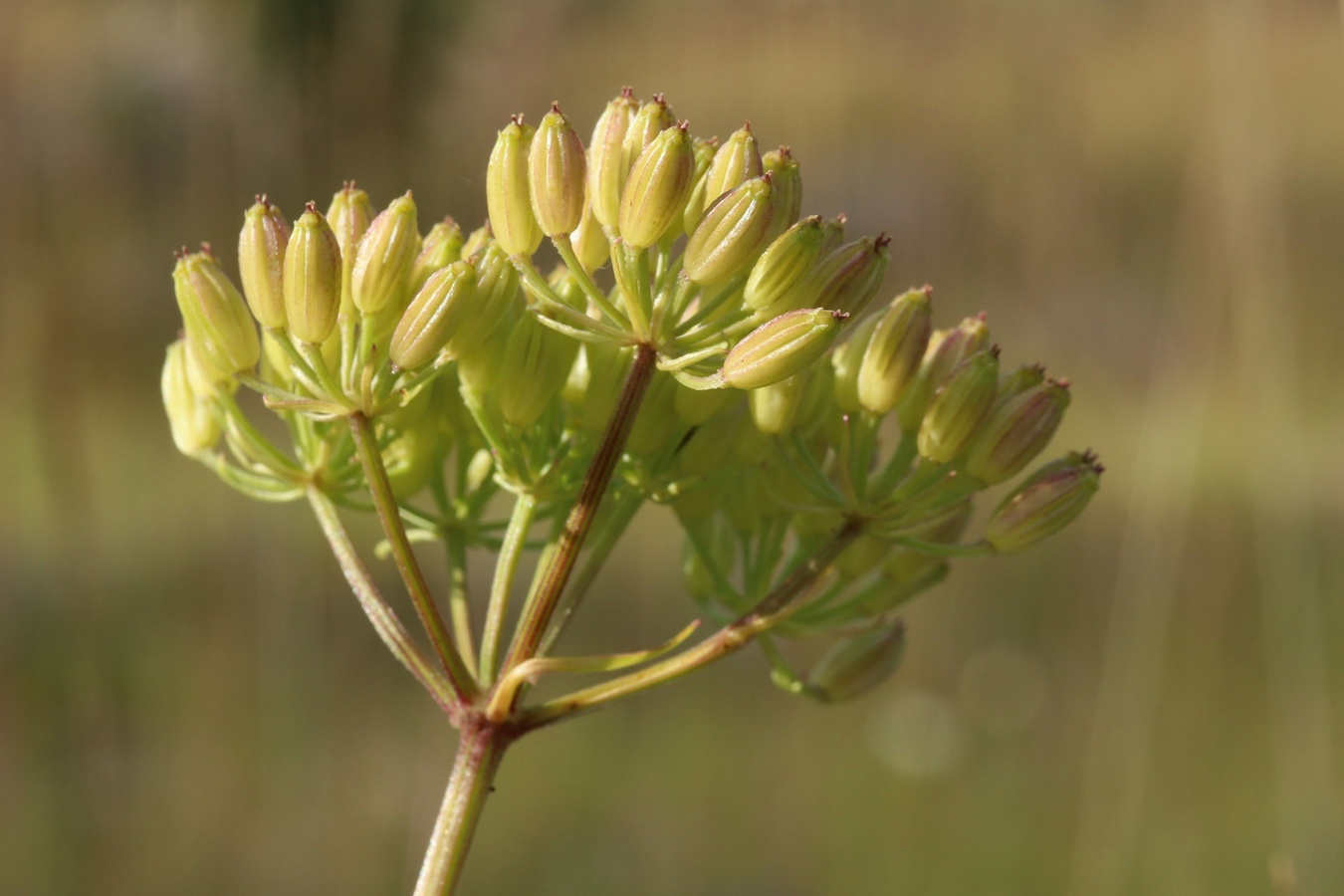 Image of Ligusticum scoticum specimen.