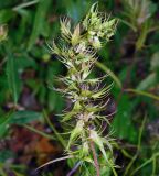 Melampyrum argyrocomum