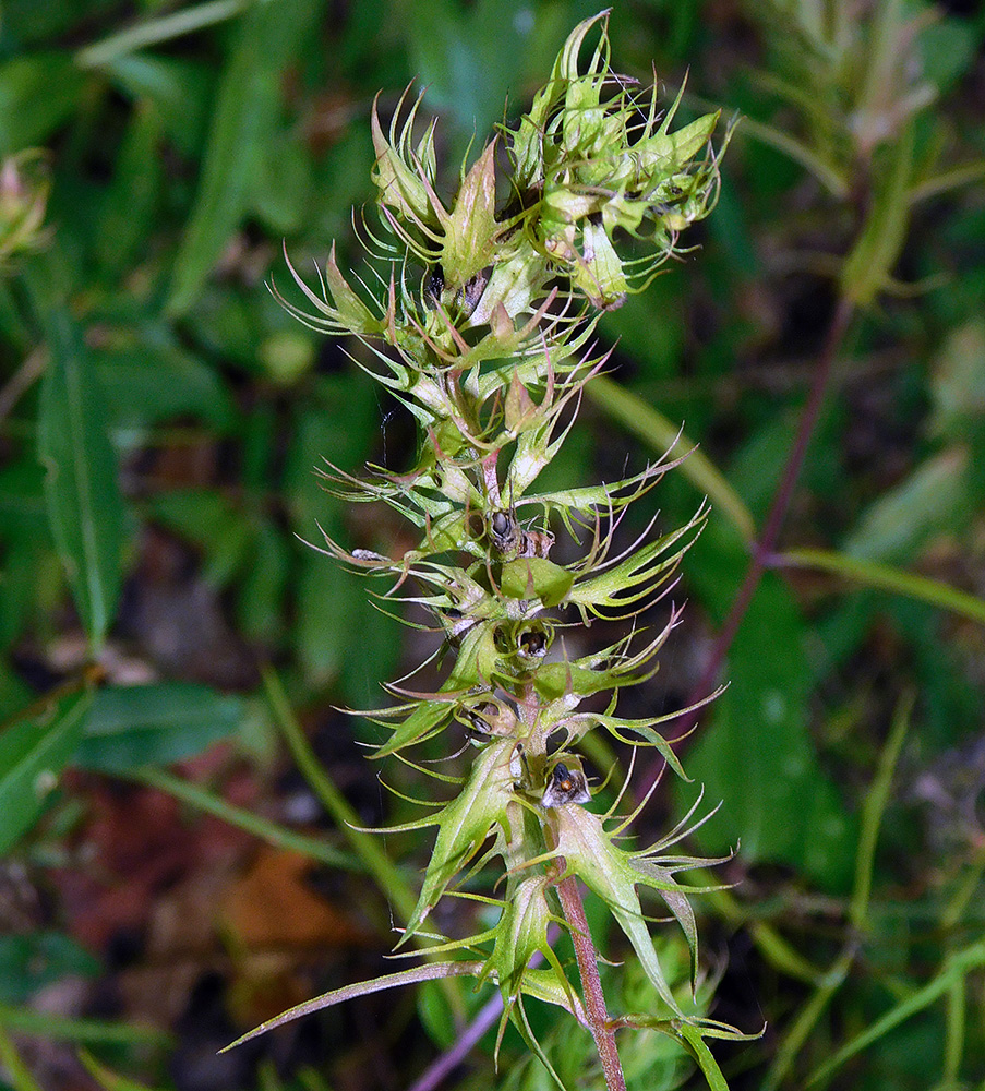 Изображение особи Melampyrum argyrocomum.