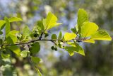 genus Prunus. Верхушка ветви с незрелыми плодами. Волгоградская обл., Иловлинский р-н, окр. хут. Вилтов, берег р. Дон, широколиственный лес. 31.05.2022.
