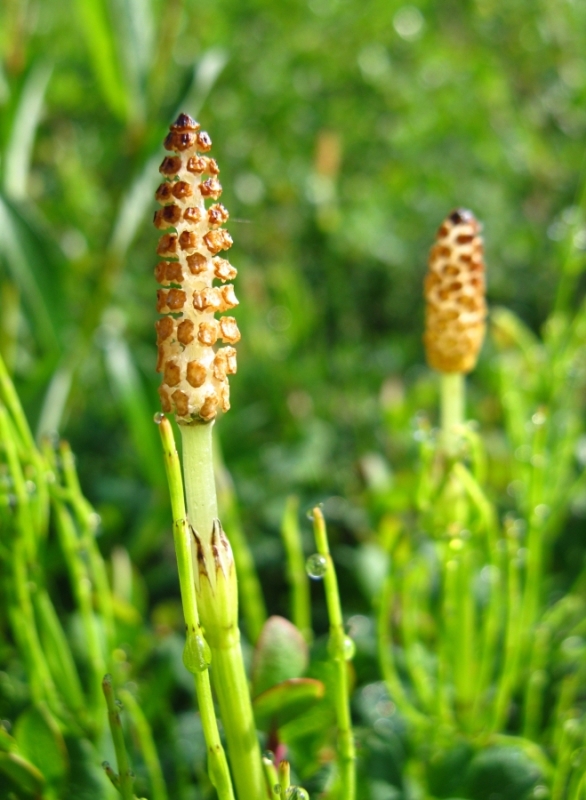 Изображение особи Equisetum palustre.