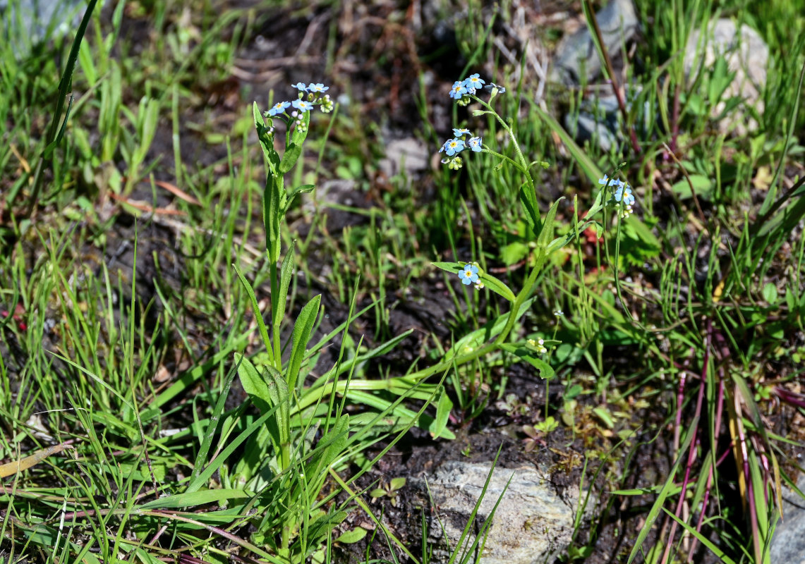 Изображение особи Myosotis palustris.