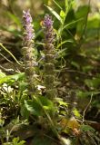 Ajuga orientalis