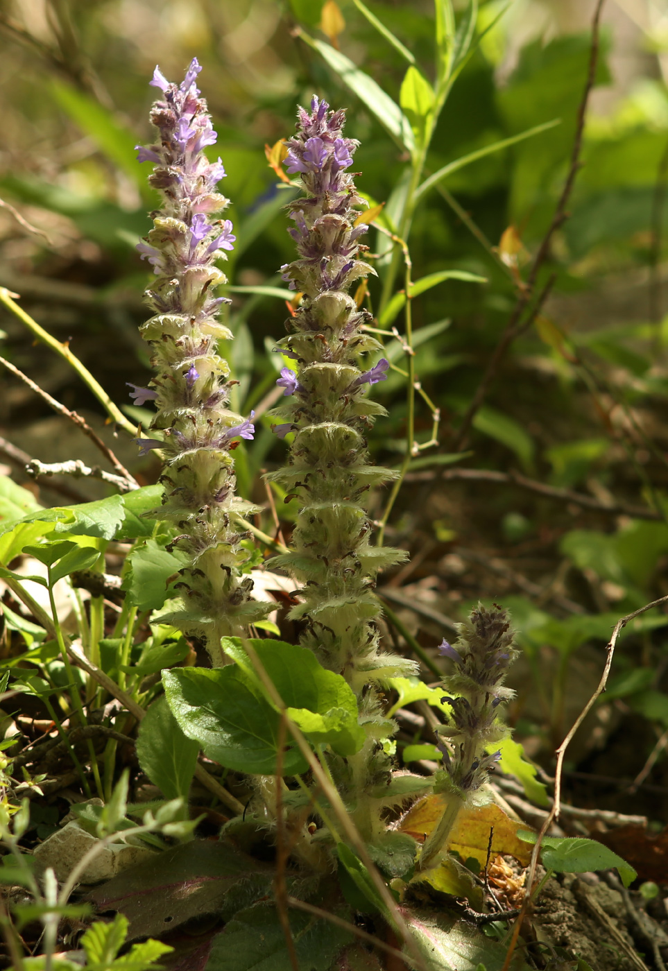 Image of Ajuga orientalis specimen.