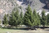 Picea schrenkiana