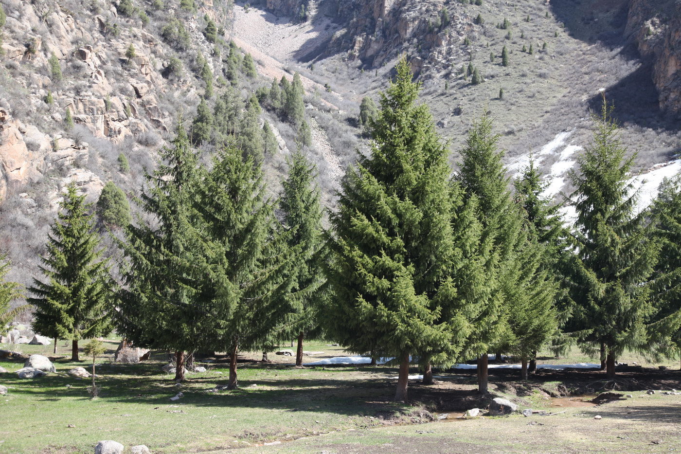 Image of Picea schrenkiana specimen.