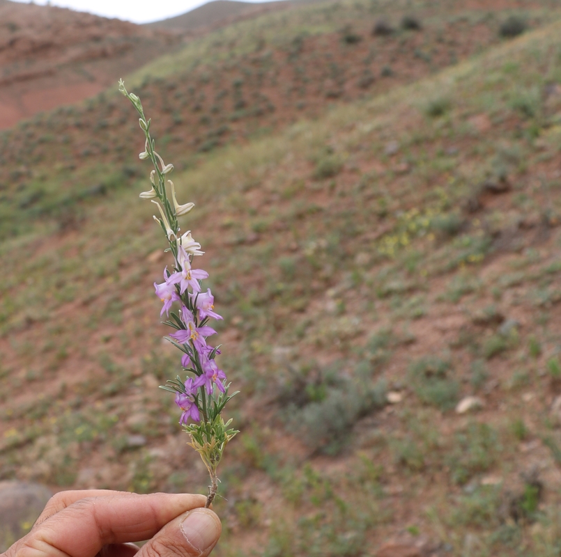 Изображение особи род Delphinium.