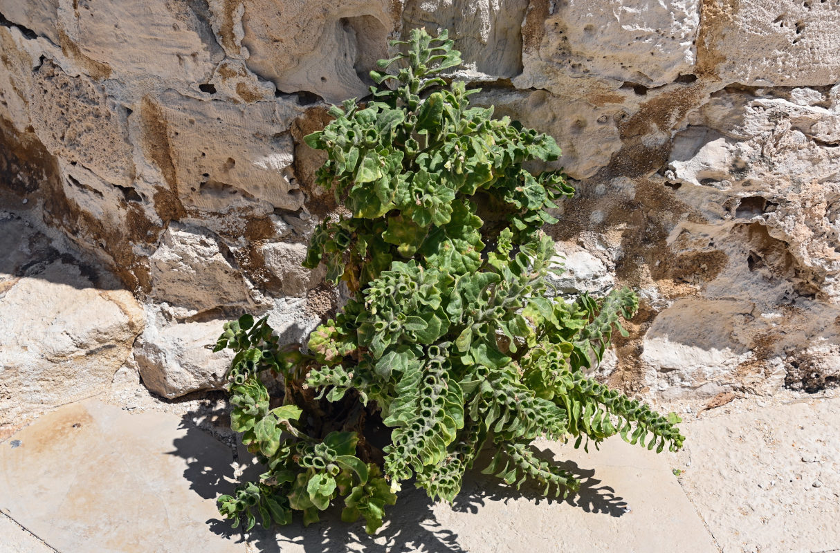 Image of Hyoscyamus albus specimen.