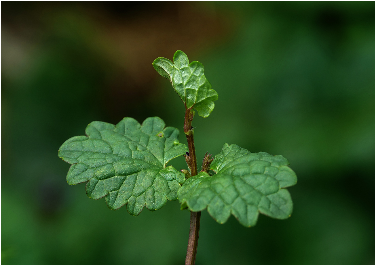 Изображение особи Glechoma hederacea.