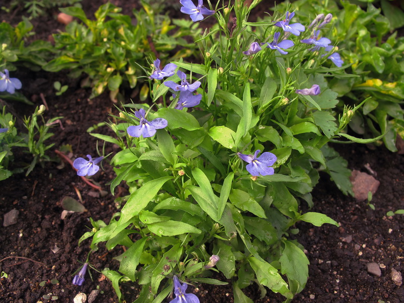Image of Lobelia erinus specimen.