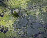 Nymphaea tetragona