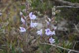 Salvia lilacinocoerulea