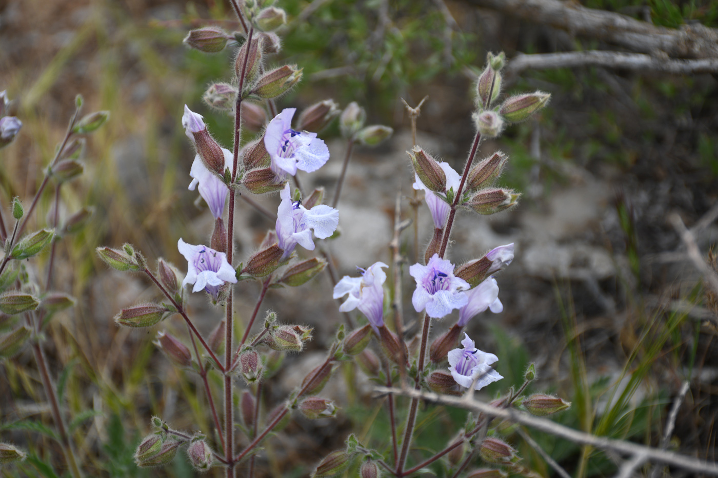 Изображение особи Salvia lilacinocoerulea.