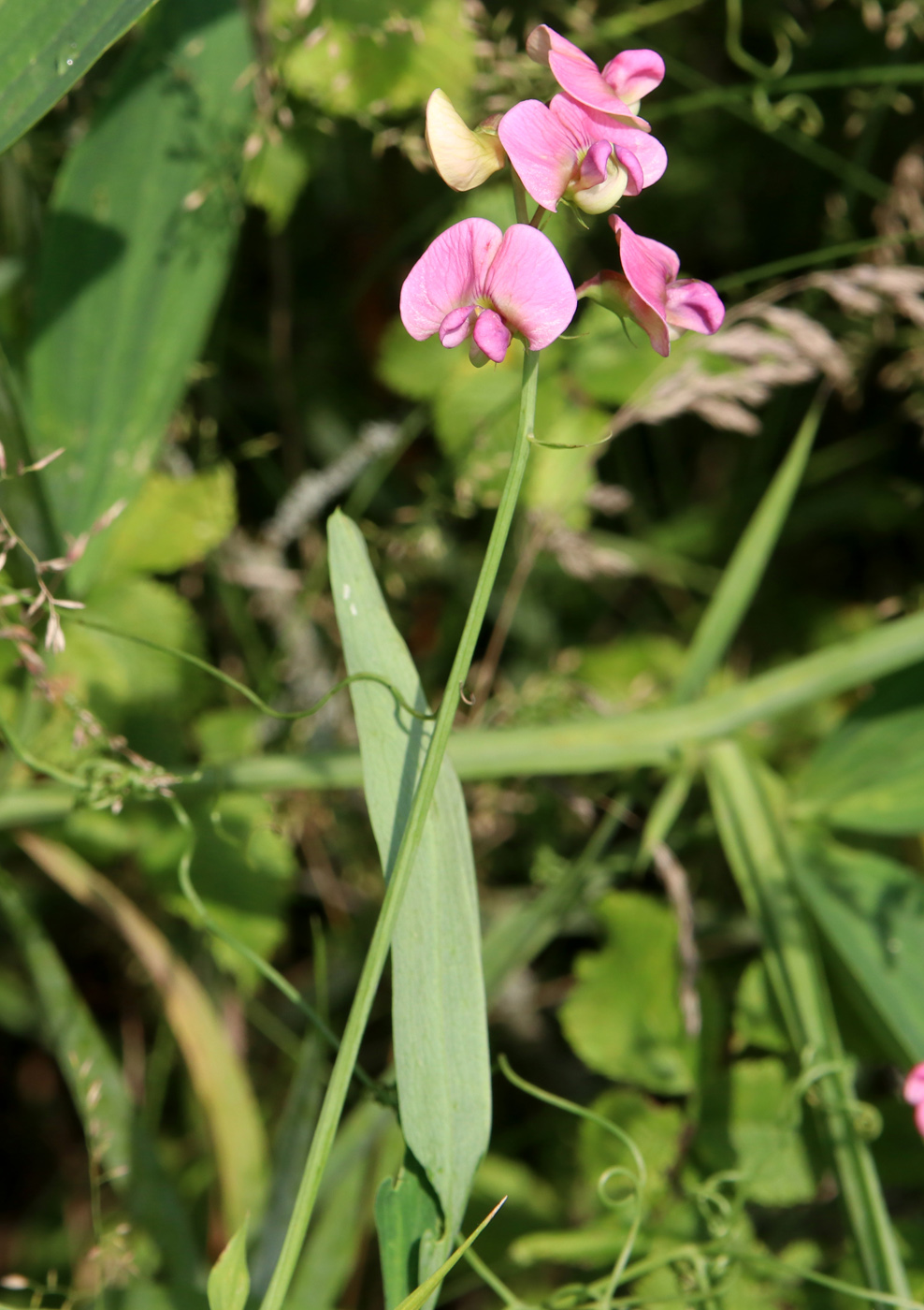 Изображение особи Lathyrus sylvestris.