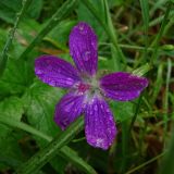 Geranium palustre