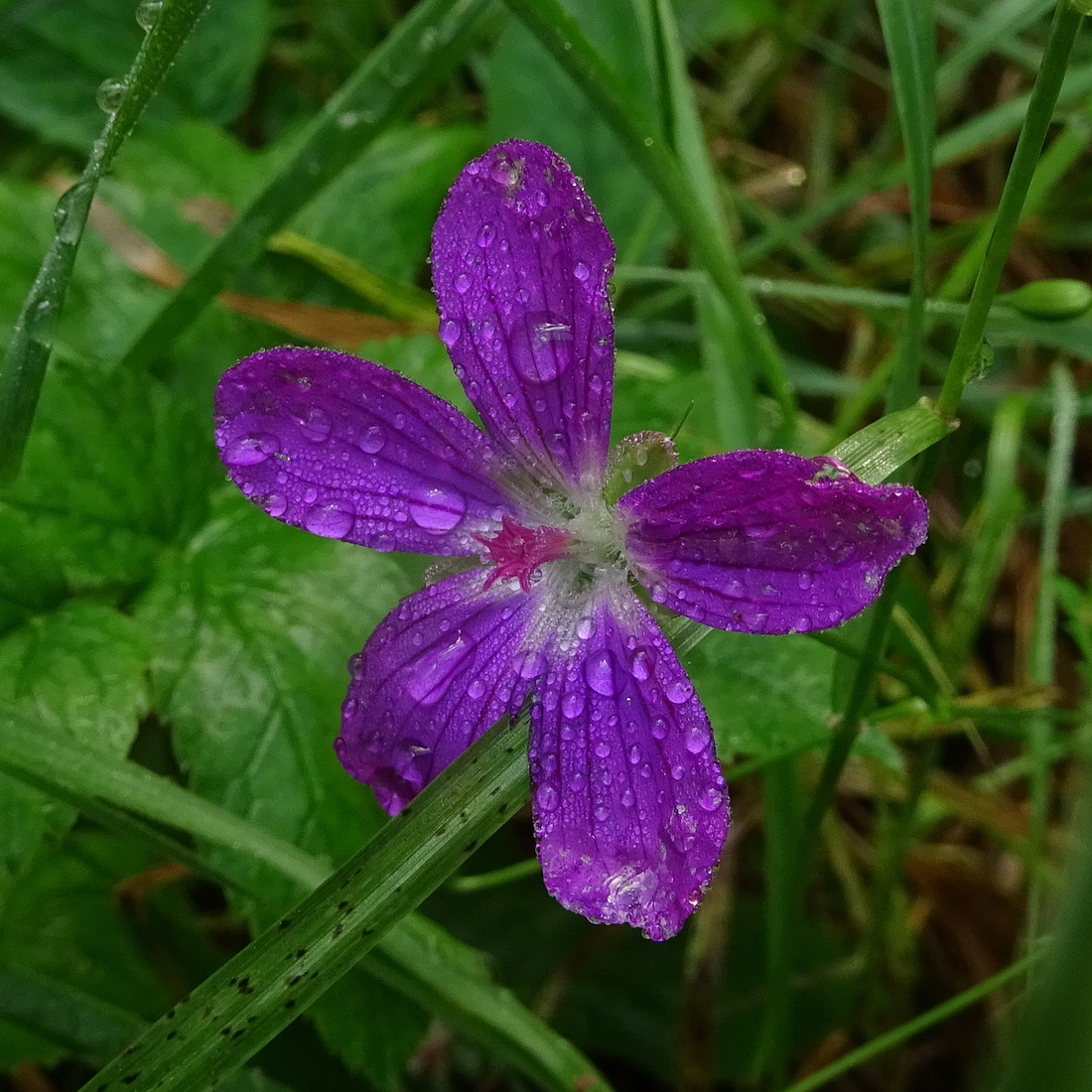 Изображение особи Geranium palustre.