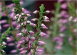 Calluna vulgaris. Соцветия. Московская обл., Раменский р-н, окр. дер. Хрипань, садовый участок. 09.09.2023.